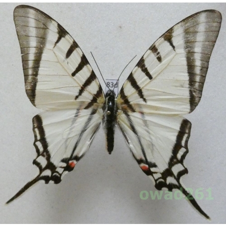 Graphium agesilaus Guerin & Percheron, 1835 Mexico 65mm83d